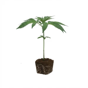 Purple Punch Steckling