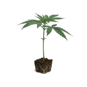 Apple Fritter Steckling