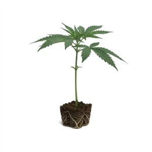 Apple Fritter Steckling