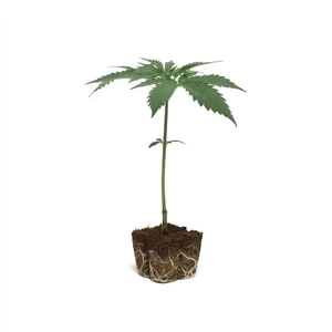 Amnesia Haze Steckling