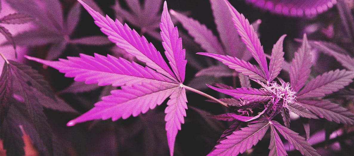 Wie man stärkeres Cannabis anbaut Wie man stärkeres Cannabis anbaut
