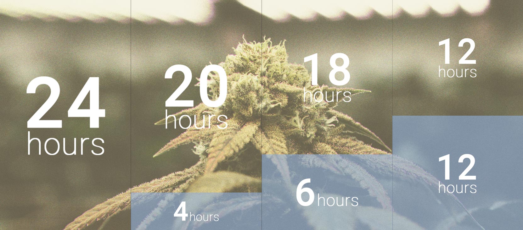 Die Bedeutung des Dunkelzyklus im Cannabisanbau Die Bedeutung des Dunkelzyklus im Cannabisanbau
