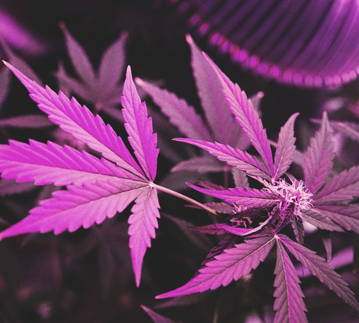 Wie man stärkeres Cannabis anbaut