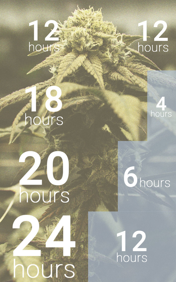 Die Bedeutung des Dunkelzyklus im Cannabisanbau Die Bedeutung des Dunkelzyklus im Cannabisanbau
