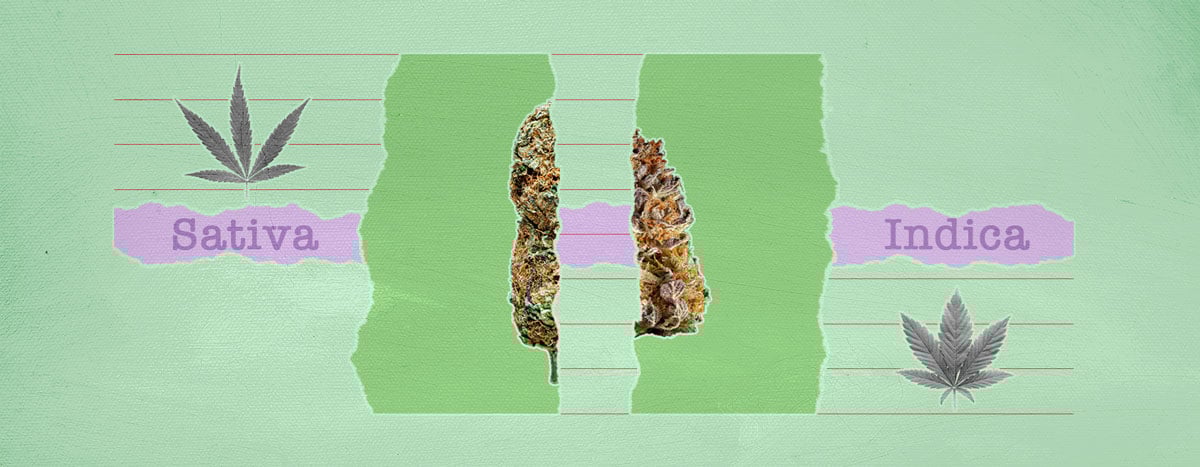Identify Cannabis Strains