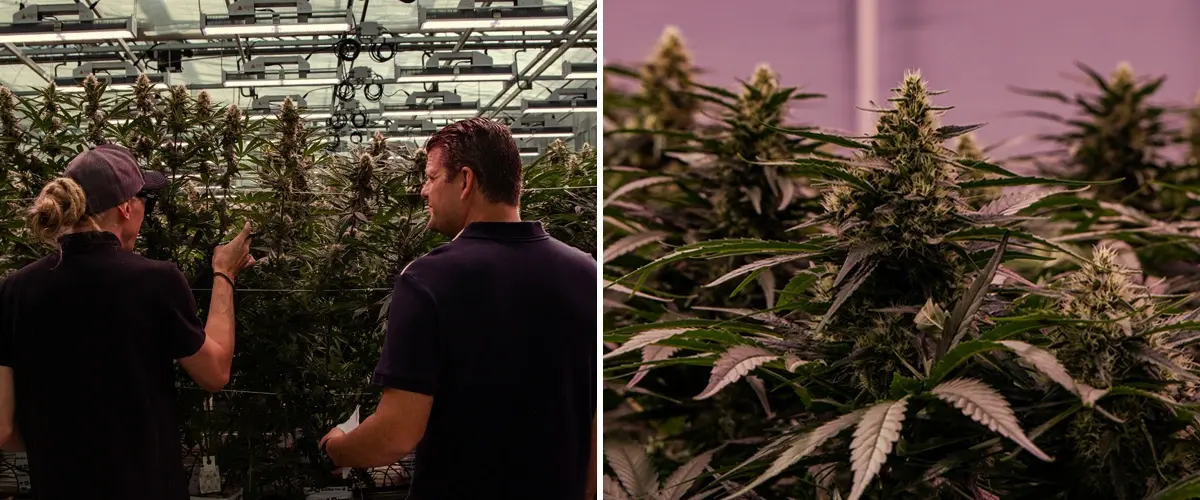 Cannabispflanzen in einer professionellen Anbauanlage mit kräftiger Struktur und dichter Blüte unter kontrollierten Bedingungen.