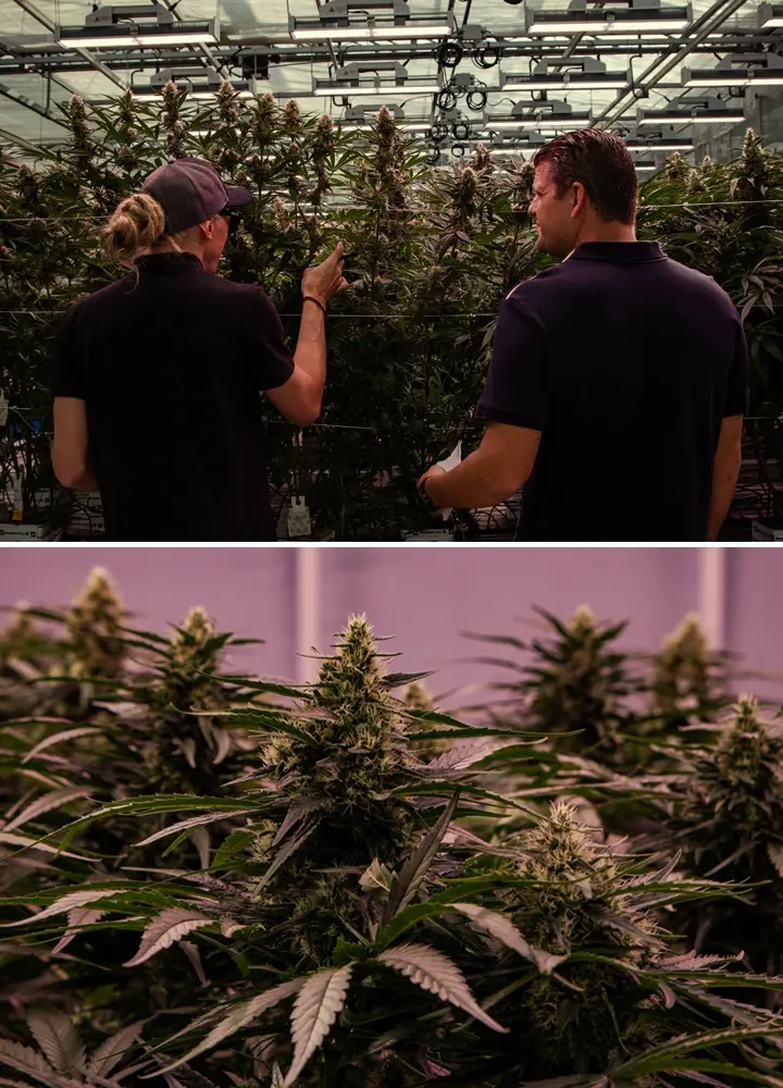 Cannabispflanzen in einer professionellen Anbauanlage mit kräftiger Struktur und dichter Blüte unter kontrollierten Bedingungen.