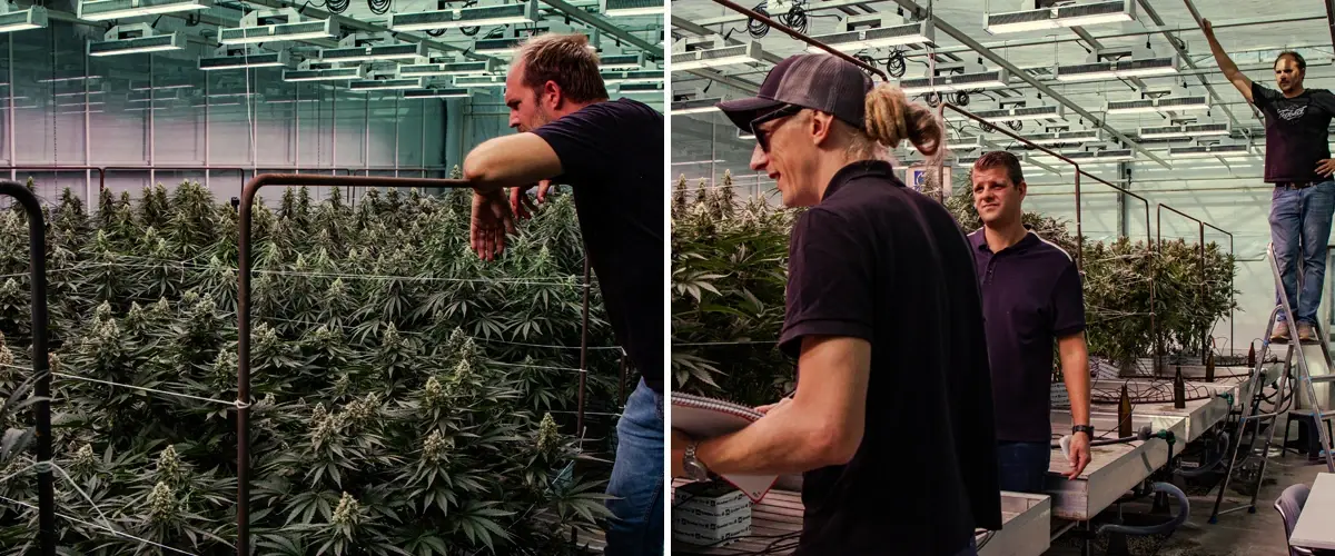 Cannabispflanzen in einer professionellen Gewächshausprüfung mit starkem Wachstum und dichter Blüte unter kontrollierten Bedingungen.