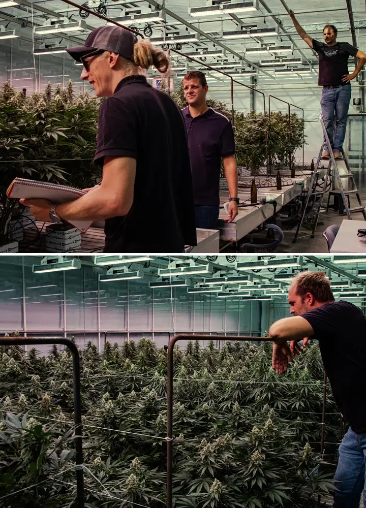 Cannabispflanzen in einer professionellen Gewächshausprüfung mit starkem Wachstum und dichter Blüte unter kontrollierten Bedingungen.