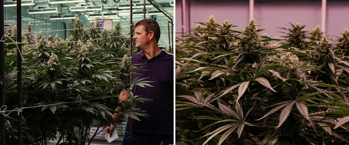Blühende Cannabispflanzen in einer professionellen Gewächshausprüfung mit kräftigem Wachstum und dichter Blütenentwicklung.