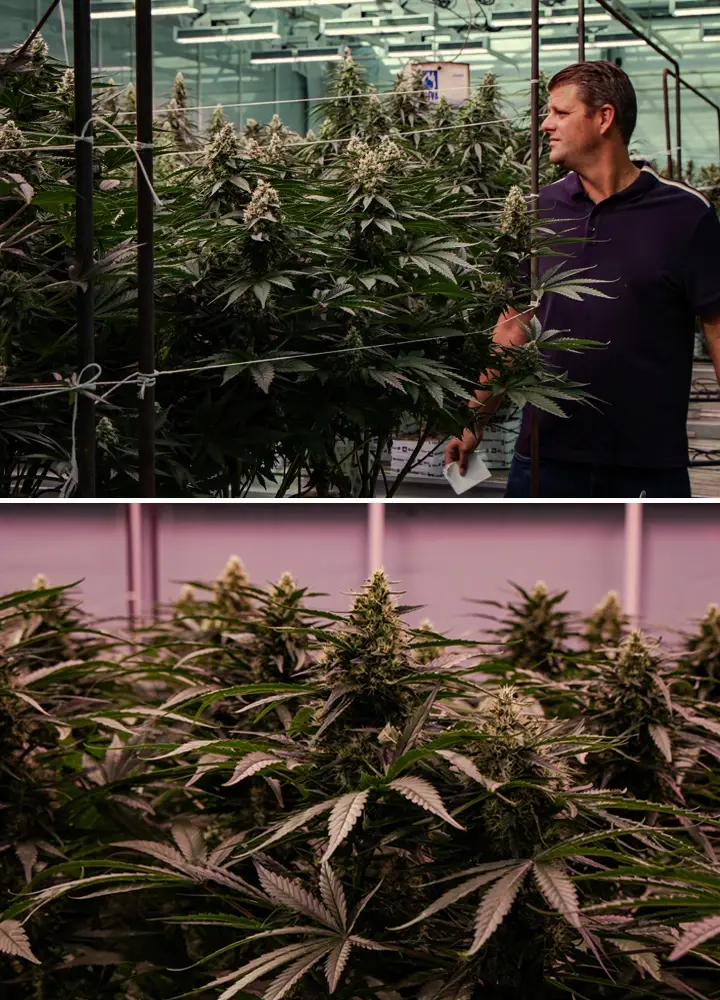 Blühende Cannabispflanzen in einer professionellen Gewächshausprüfung mit kräftigem Wachstum und dichter Blütenentwicklung.