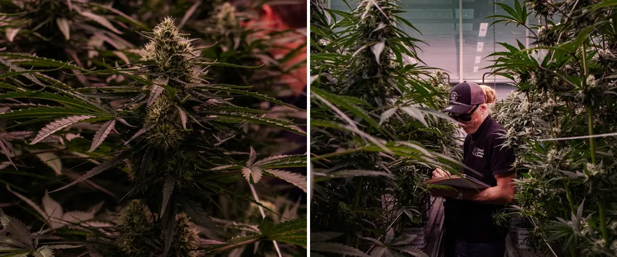 Blühende Cannabispflanzen in einer professionellen Gewächshausprüfung, die eine dichte Blütenbildung und kontrollierte Anbaubedingungen hervorheben.
