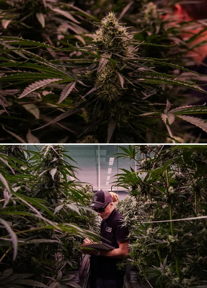 Blühende Cannabispflanzen in einer professionellen Gewächshausprüfung, die eine dichte Blütenbildung und kontrollierte Anbaubedingungen hervorheben.
