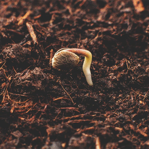 Ein Genauerer Blick Auf Den Zeitlichen Ablauf Des Cannabisanbaus