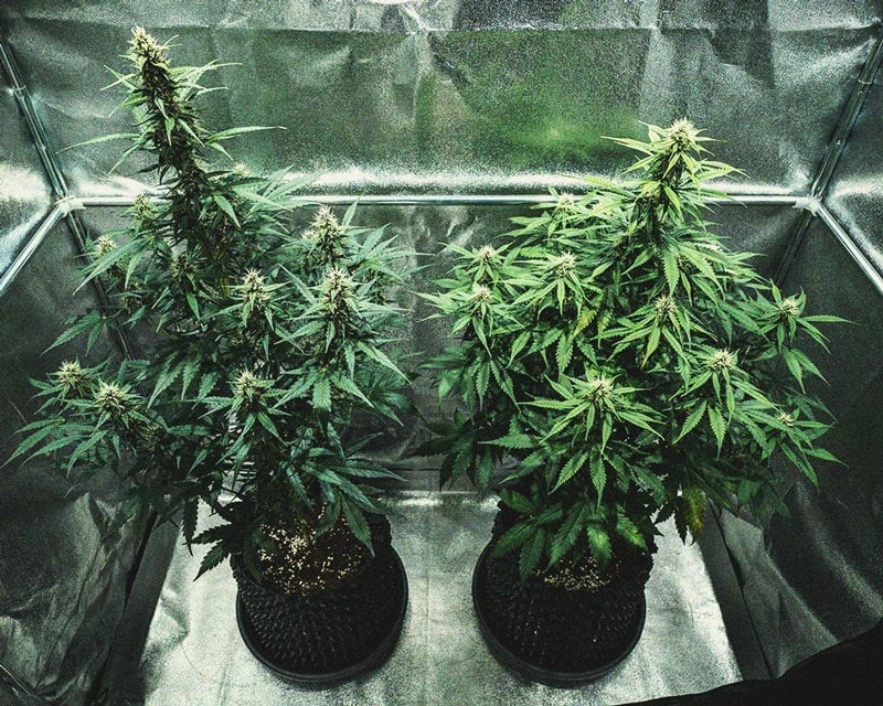 Do-Si-Dos Automatic Grow Report Do-Si-Dos Automatic Grow Report