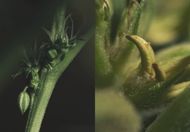 CANNABIS AILMENTS CANNABIS AILMENTS