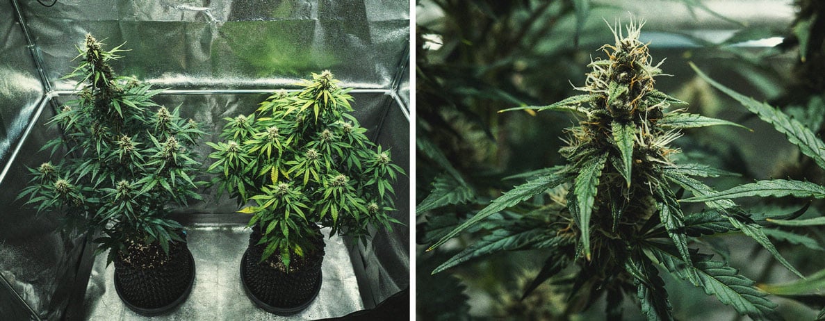 Do-Si-Dos Automatic Grow Report Do-Si-Dos Automatic Grow Report
