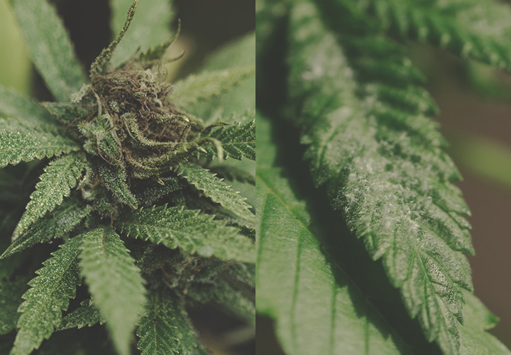 CANNABIS AILMENTS CANNABIS AILMENTS