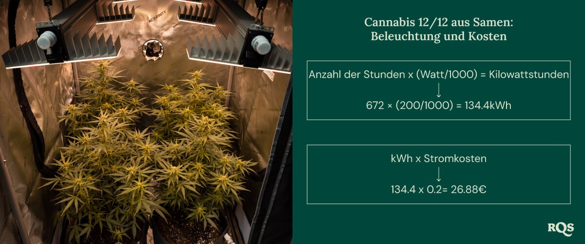 12-12 cannabis light cycle cost