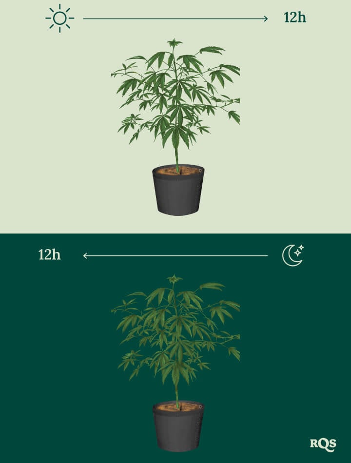 12-12 Cannabis Light Cycle