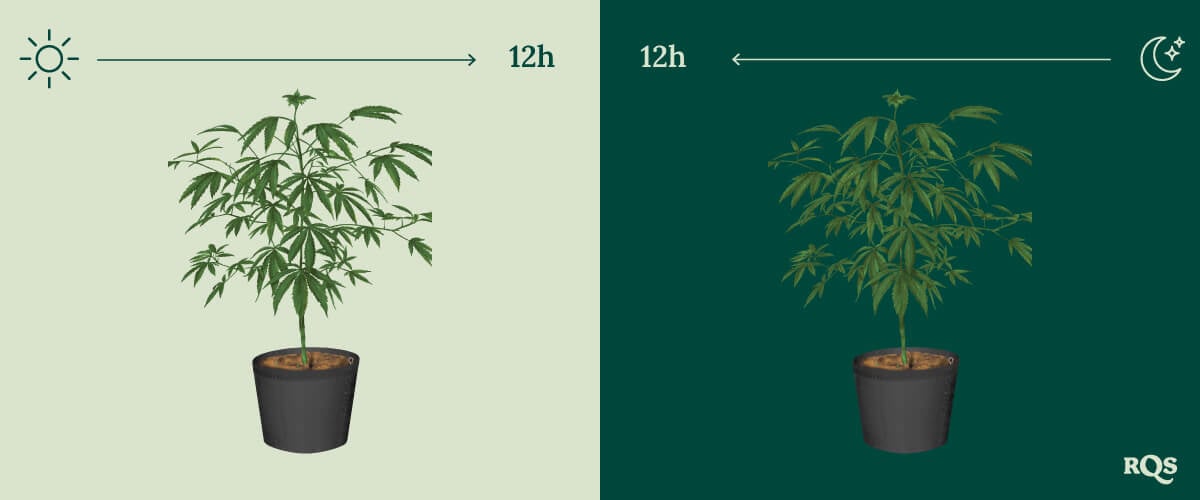 12-12 Cannabis Light Cycle
