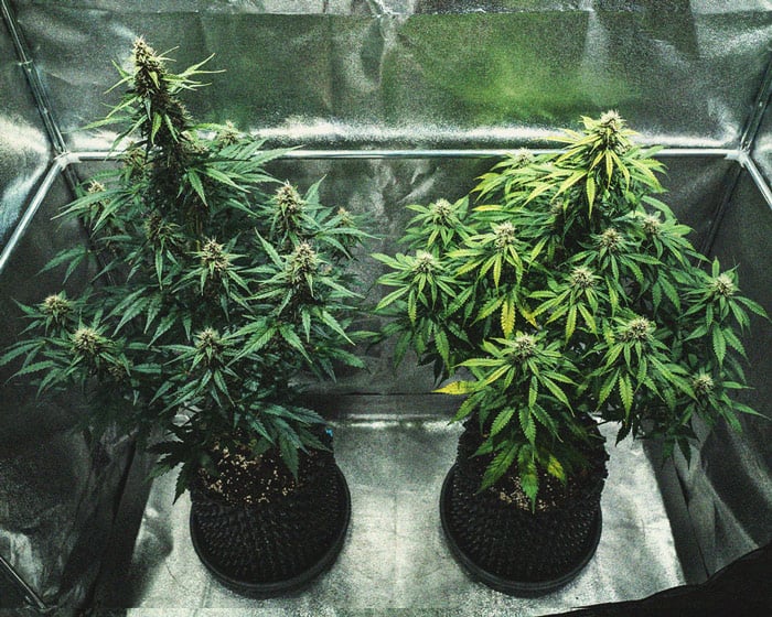 Do-Si-Dos Automatic Grow Report Do-Si-Dos Automatic Grow Report