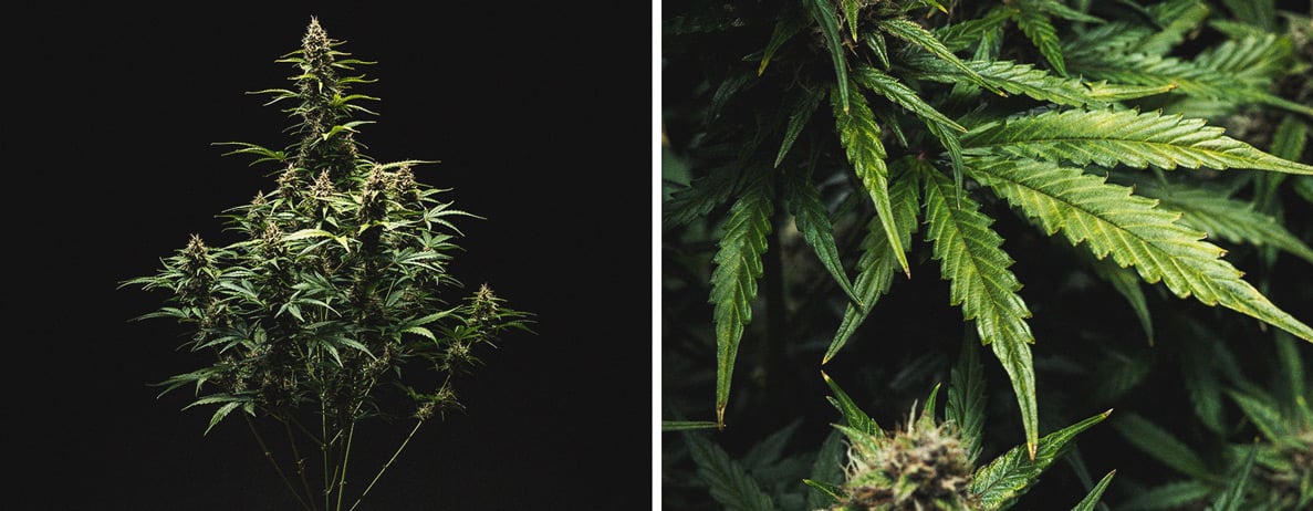 Do-Si-Dos Automatic Grow Report Do-Si-Dos Automatic Grow Report