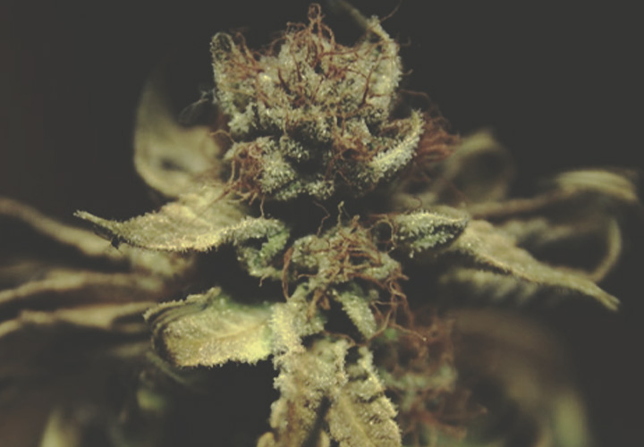 CANNABIS AILMENTS CANNABIS AILMENTS