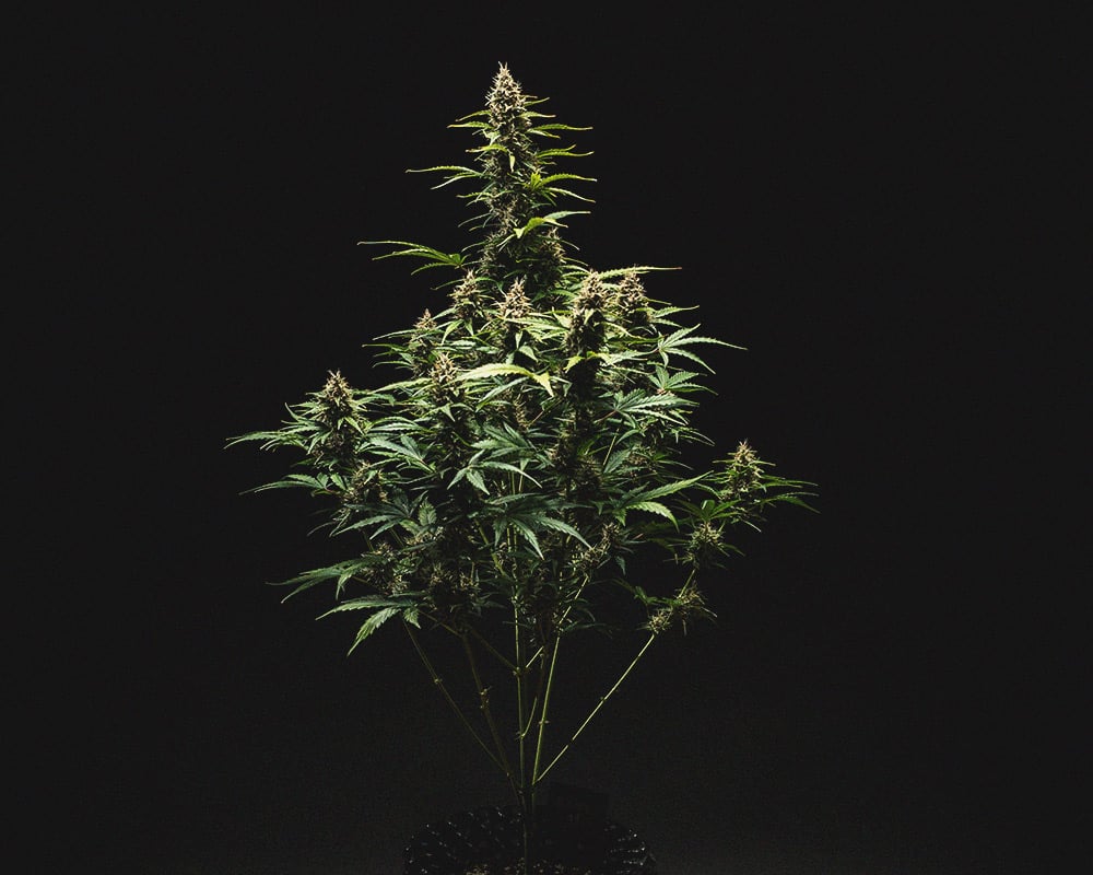Do-Si-Dos Automatic Grow Report Do-Si-Dos Automatic Grow Report