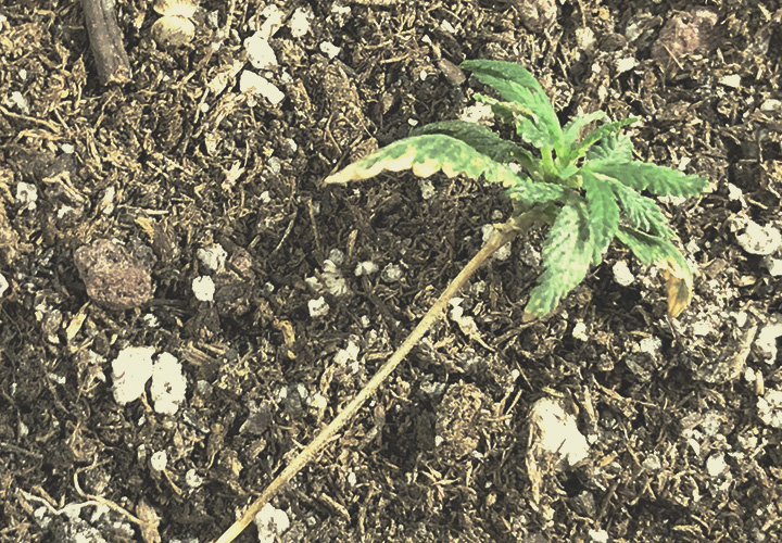 CANNABIS AILMENTS CANNABIS AILMENTS