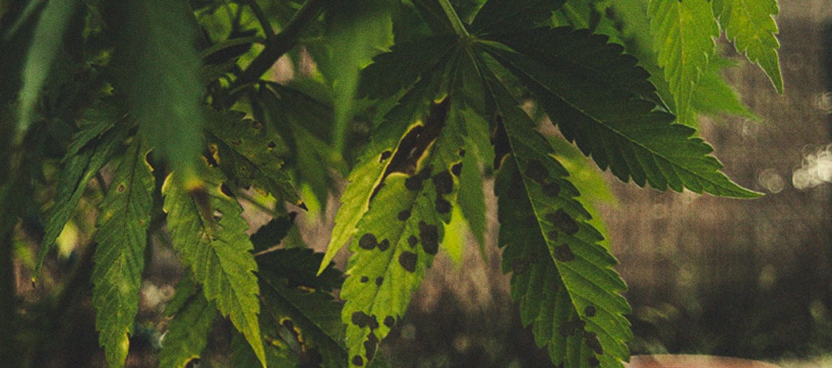 CANNABIS AILMENTS