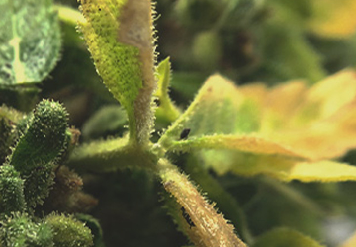 CANNABIS AILMENTS CANNABIS AILMENTS