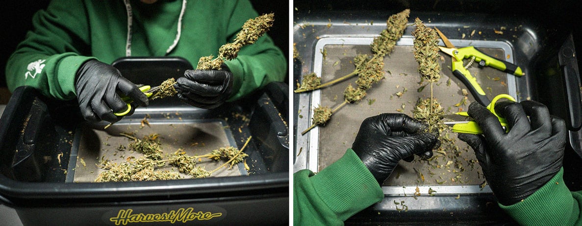 Do-Si-Dos Automatic Grow Report Do-Si-Dos Automatic Grow Report