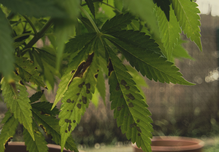 CANNABIS AILMENTS CANNABIS AILMENTS