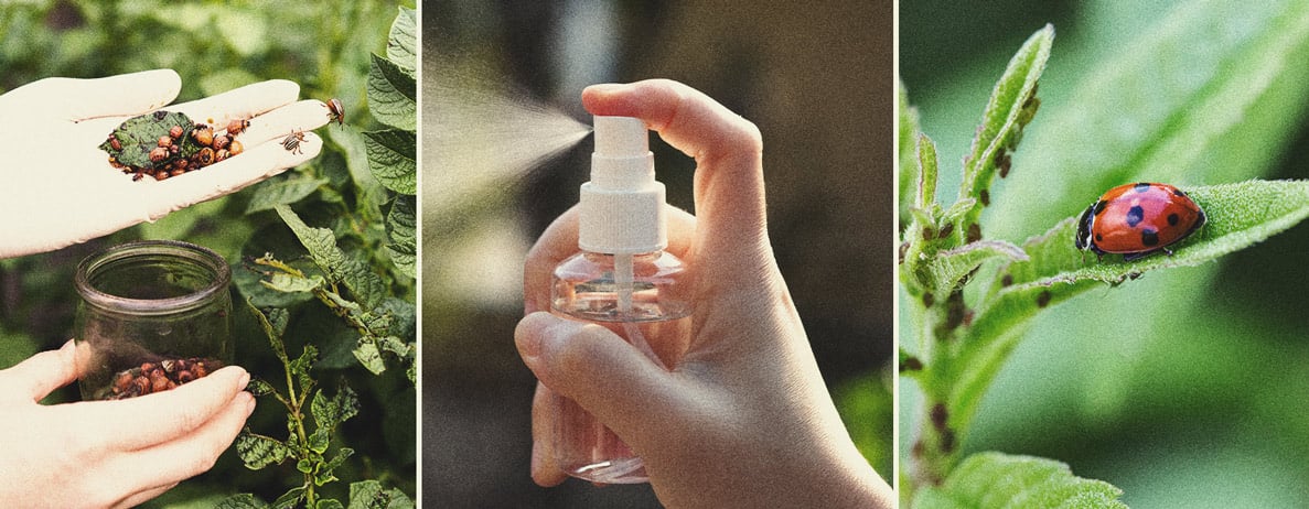 Alternativen für Pestizide beim Cannabisanbau