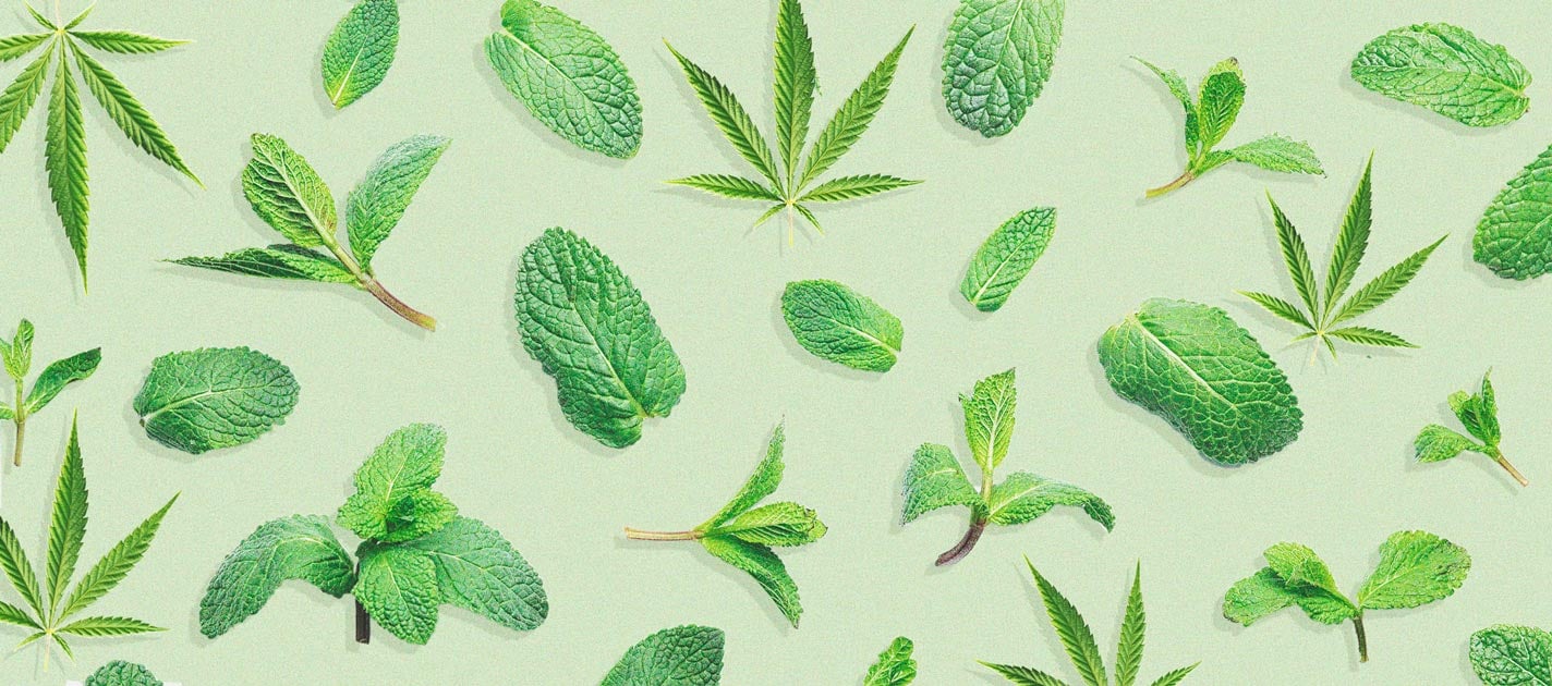 Die Vorteile des Anbaus von Minze in Deinem Cannabisgarten