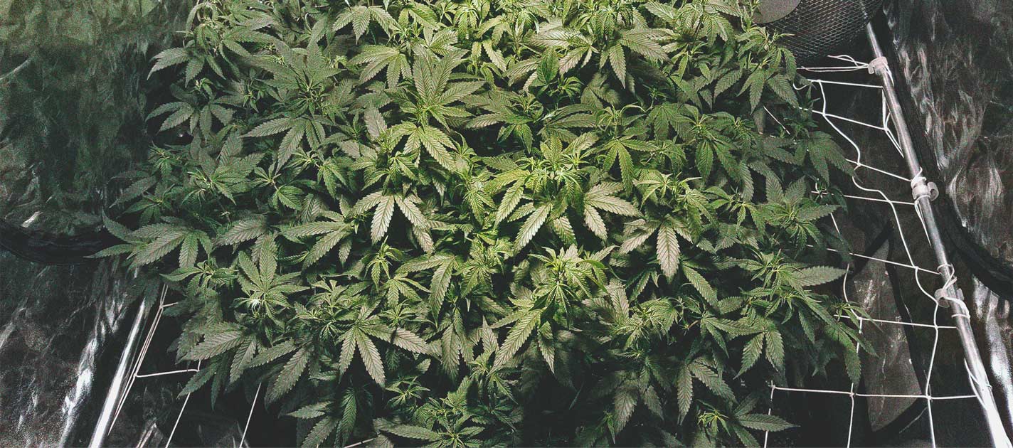 Wie Du mit Low Stress Training bei Cannabis einen höheren Ertrag erzielst Wie Du mit Low Stress Training bei Cannabis einen höheren Ertrag erzielst