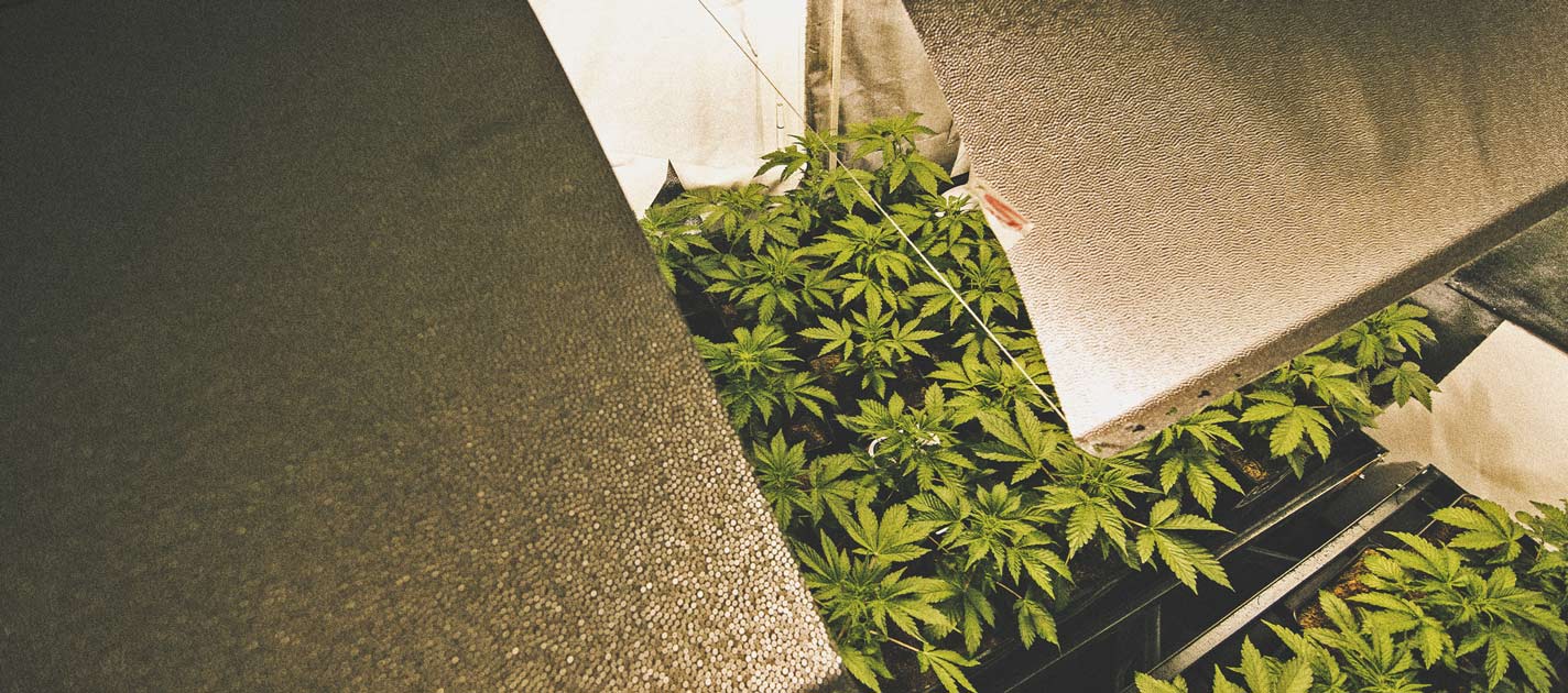 Wie man seinen Cannabisanbau automatisieren kann