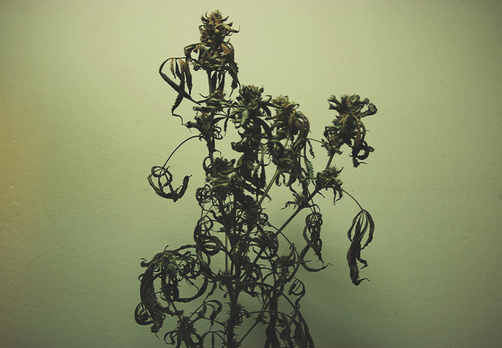 CANNABIS AILMENTS CANNABIS AILMENTS