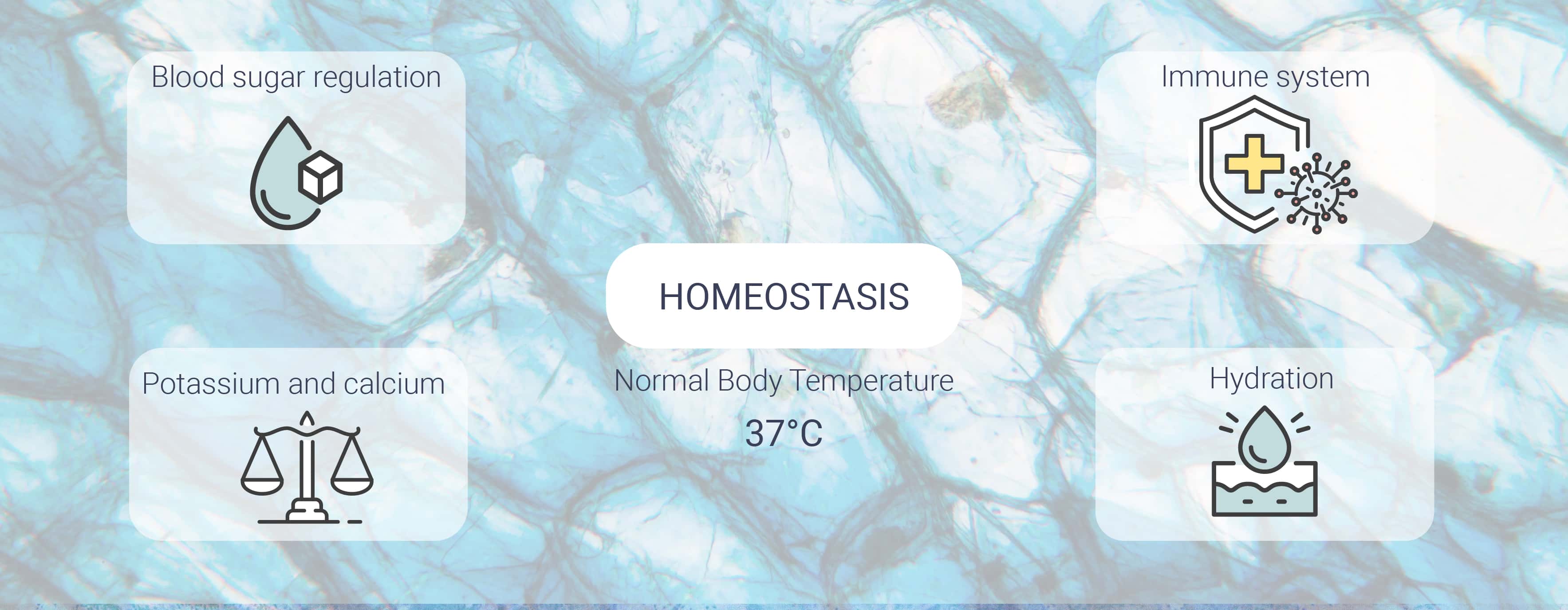 Was ist Homöostase? Was ist Homöostase?