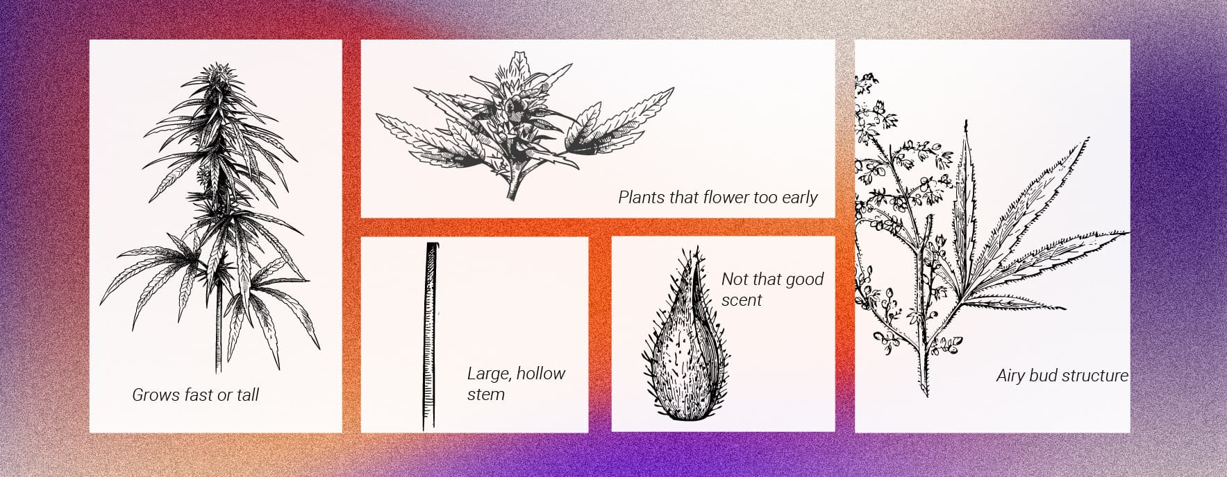 Die besten Möglichkeiten, um männliche Cannabispflanzen zu nutzen