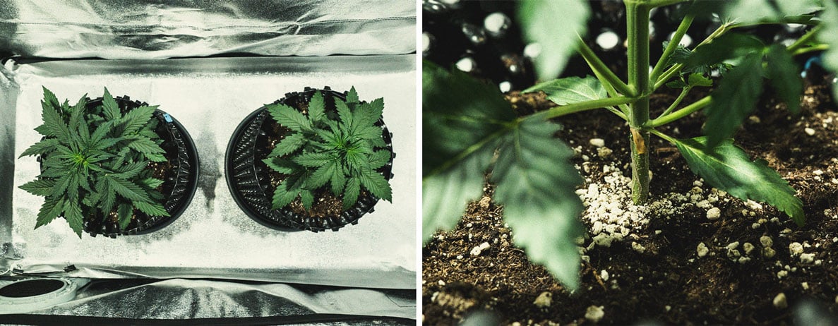 Do-Si-Dos Automatic Grow Report Do-Si-Dos Automatic Grow Report