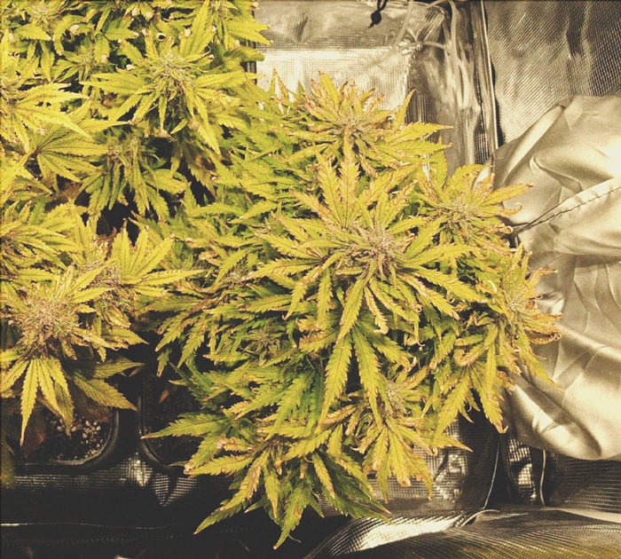 Wie man stärkeres Cannabis anbaut Wie man stärkeres Cannabis anbaut