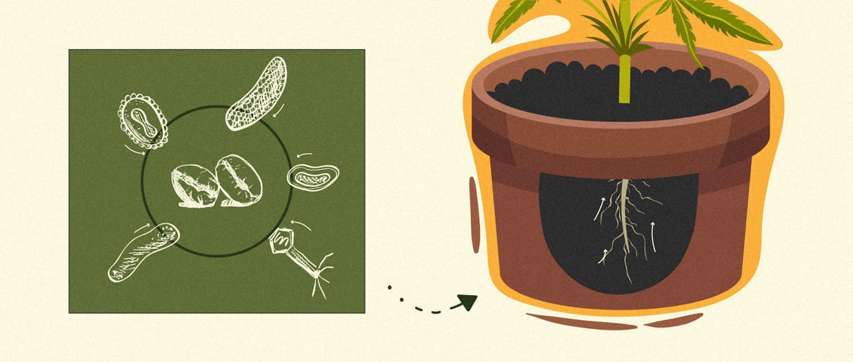 Wie man Kaffeesatz als rein natürlichen Biodünger einsetzt