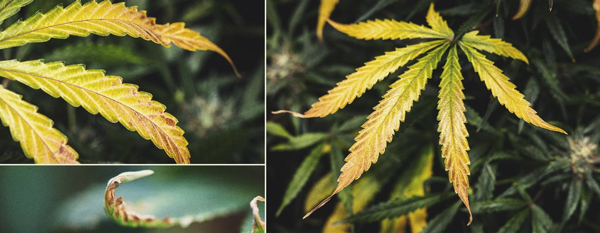 When is My Cannabis Plant Ready for Harvest When is My Cannabis Plant Ready for Harvest