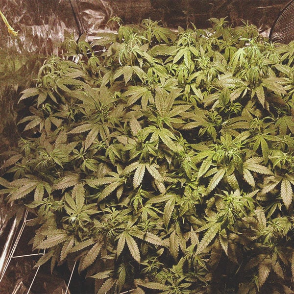 Wie Du mit Low Stress Training bei Cannabis einen höheren Ertrag erzielst Wie Du mit Low Stress Training bei Cannabis einen höheren Ertrag erzielst