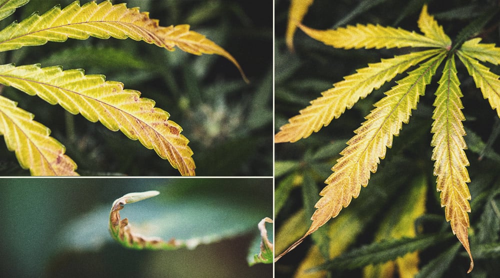 When is My Cannabis Plant Ready for Harvest When is My Cannabis Plant Ready for Harvest