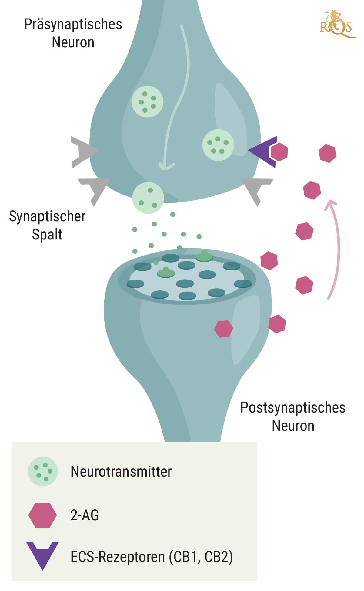 Cannabis, das Endocannabinoid-System und Immunität