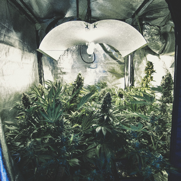 Wie man seinen Cannabisanbau automatisieren kann Wie man seinen Cannabisanbau automatisieren kann