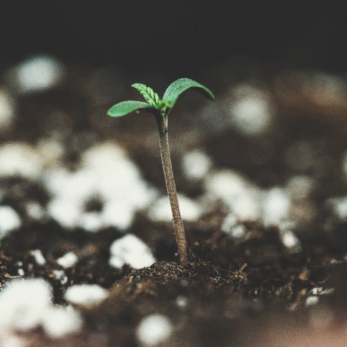 Ein Genauerer Blick Auf Den Zeitlichen Ablauf Des Cannabisanbaus